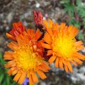Hieracium aurantiacum fleur